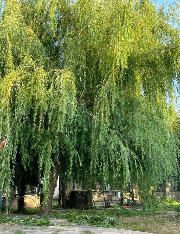 مبيت وإفطار نابران Rey 2 المظهر الخارجي الصورة